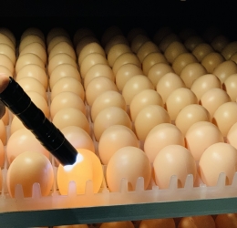 Máy ấp Mic 200 trứng thế hệ 2022 | Bản nâng cao Full tự động | Tùy chọn dàn đảo