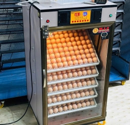 Máy ấp Mic 500 trứng phiên bản 2025 | Bản full cao cấp tự động hiện đại