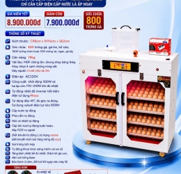 Máy ấp trứng 800 phiên bản cao cấp cửa đôi đảo Xylanh điện date 2026